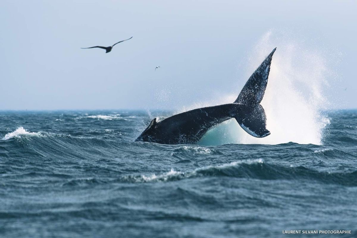 Balena in mare aperto in Messico