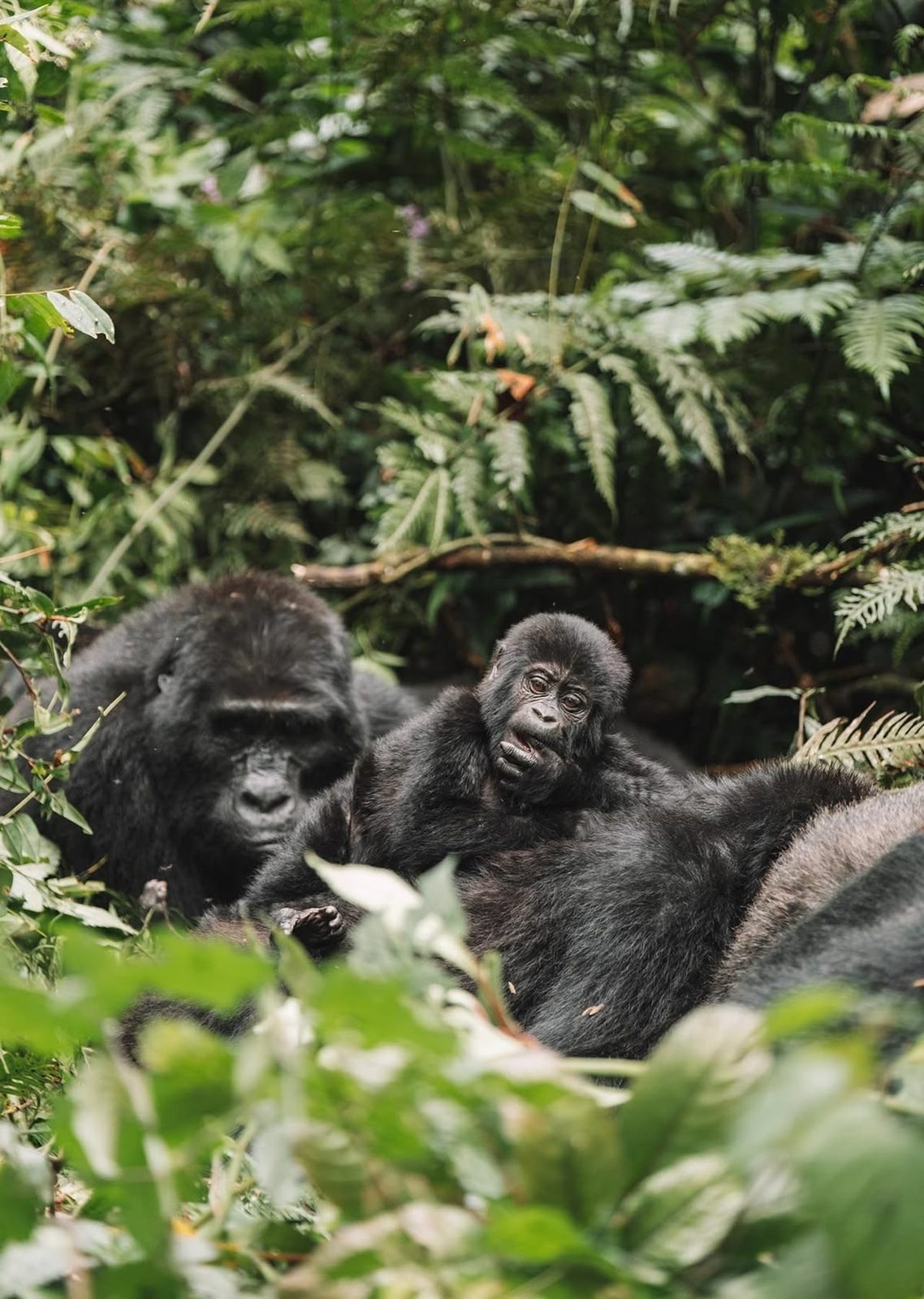 Famiglia di gorilla nella foresta dell'Uganda